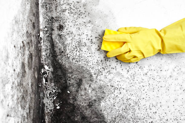 Best Real Estate Mold Inspection  in East Basin, UT